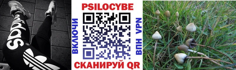 Псилоцибиновые грибы Cubensis  Купить закладки  Кушва 